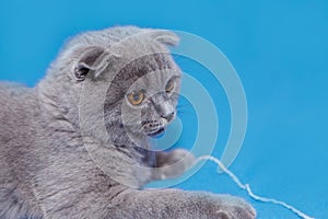 happy cat lies on a blue background. A gray cat plays with a white ball of wool on a fluffy carpet. Happy kitten