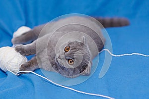 happy cat lies on a blue background. A gray cat plays with a white ball of wool on a fluffy carpet. Happy kitten