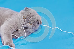 happy cat lies on a blue background. A gray cat plays with a white ball of wool on a fluffy carpet. Happy kitten