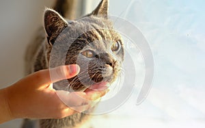 Happy cat likes being stroked by girl`s`s hand