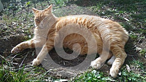 Happy cat lying on the grass enjoying sunshine in February