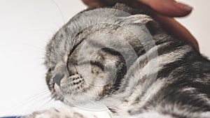 Happy cat, the owner caresses the pet. beautiful tabby cat. owner strokes the cat`s back. happy cat lies and looks into