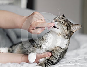 happy cat, owner is stroking the cat, cat lick the owner& x27;s finger