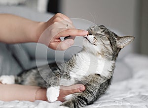 happy cat, owner is stroking the cat, cat sniffs the owner& x27;s finger