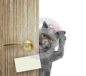 Happy cat peeks out from behind the door. Isolated on white