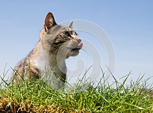 Happy cat portrait