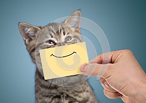 Happy cat portrait with funny smile on cardboard