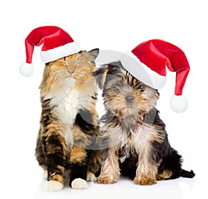 Happy cat and puppy in red christmas hats sitting together. isolated on white
