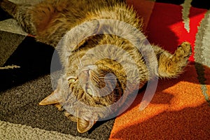 happy cat relaxes on carpet in the sun