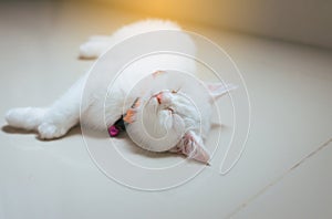 Happy cat Scottish fold lying on floor cute little animal