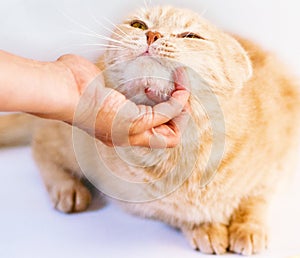 Happy cat stroking