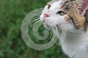 Happy cat waiting for a tasty treat