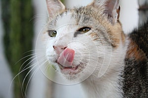 Happy cat waiting for a tasty treat