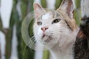 Happy cat waiting for a tasty treat