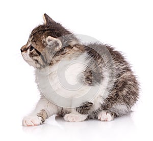 Happy cat on a white background. A frustrated cat