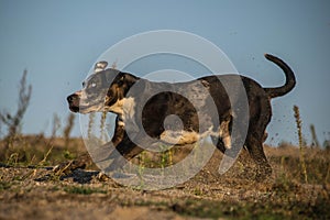 Happy Catahoula Leopard Dog is running in the desert in sand.