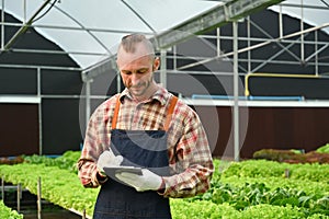 Happy caucasian male farmer using digital tablet, checking quality of organic vegetable in greenhouse before harvest