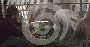 Happy caucasian man working on farm, feeding pigs