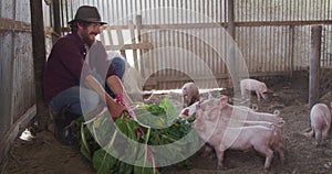 Happy caucasian man working on farm, feeding pigs