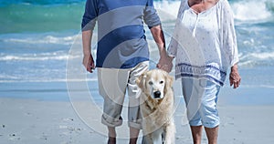 Happy caucasian senior couple holding hands walking their pet golden retriever dog on beach