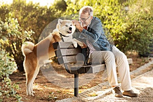 Happy caucasian senior man with beard and glasses strokes dog, training in park, enjoy walk with pet