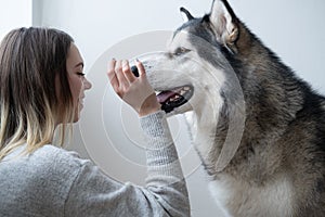 Happy caucasian woman training alaskan Malamute dog. Indoor.