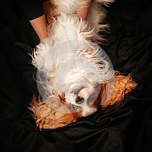Happy cavalier king charles spaniel dog lying on his back on black sheets