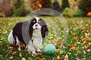 Happy cavalier king charles spaniel dog playing with toy ball