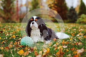 Happy cavalier king charles spaniel dog playing with toy ball