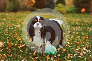 Happy cavalier king charles spaniel dog playing with toy ball