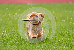 happy Cavalier King Charles Spaniel running with a stick