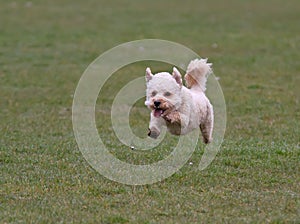 Cavapoo dog running