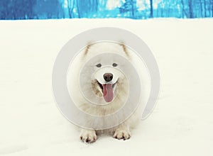 Happy cheerful white Samoyed dog lying on snow in winter