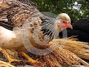 Happy chicken climbed on the straw