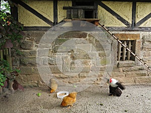 Happy chickens in country-style setting