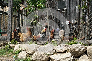 Happy chickens that are kept appropriately in the Bavarian rural area