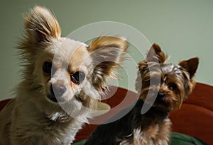 Happy Chihuahua canine, cheerful, domestic, happiness, barking, carnivore, cut, happily