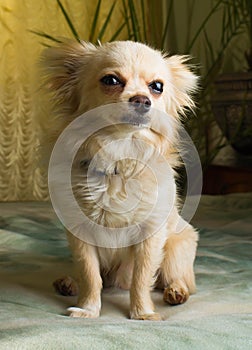 Happy Chihuahua canine, cheerful, domestic, happiness, barking, carnivore, cut, happily