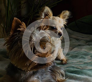 Happy Chihuahua canine, cheerful, domestic, happiness, barking, carnivore, cut, happily