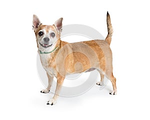 Happy Chihuahua Crossbreed Dog Standing Side