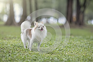 Happy chihuahua, dog in the garden. Chihuahua dog, smiling with a tongue out gesture standing and playing, on the grass in the