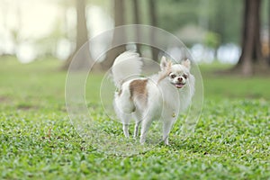 Happy chihuahua, dog in the garden. Chihuahua dog, smiling with a tongue out gesture standing and playing, on the grass in the