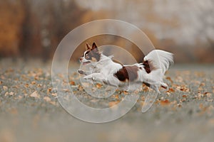 Happy chihuahua dog running outdoors in autumn