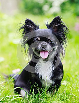 Happy chihuahua on green background