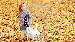 Happy child on autumn walk with dog. Childhood friendship, pet, small dog in the autumn park walk. Little girl and her dog