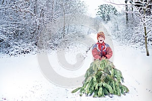 happy child drags Christmas tree for winter holidays through a snow-covered forest. Preparation for Christmas and New Year.