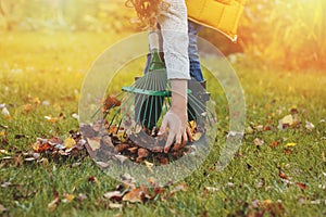 Happy child girl playing little gardener in autumn and picking leaves into basket