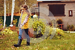 Happy child girl playing little gardener in autumn and picking leaves into basket