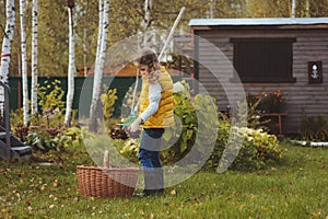 Happy child girl playing little gardener in autumn and picking leaves into basket. Seasonal garden work