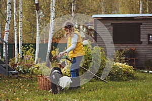 Happy child girl playing little gardener in autumn and picking leaves into basket. Seasonal garden work